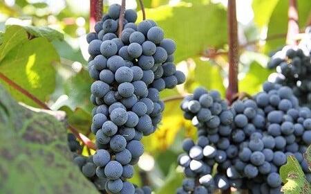 食ごころ「紫づく」（山ぶどうジュース）2本セット [ ぶどう 葡萄 ]