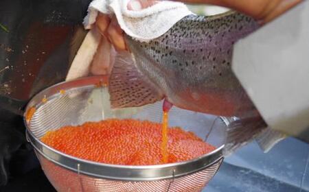 駒ヶ岳清流サーモン「暴れイクラ」300g（生鮮便：冷蔵）［イクラ 海鮮 海鮮 サーモン ］