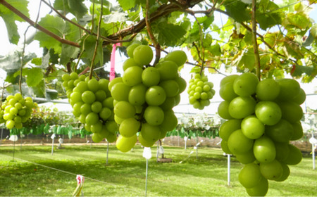 TK06-26A 【先行予約】ぶどう シャインマスカット 約2kg /2026年9月中旬~10月初旬頃 配送予定 // 贈答 長野県 南信州 シャインマスカット マスカット 種なし 皮ごと ぶどう 葡萄 果物 フルーツ