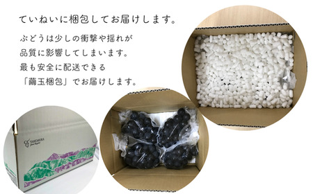 TK07-25A 【2025年先行予約】ぶどう ナガノパープル 約2kg 3～5房 種なし / 2025年9月上旬頃～配送予定 // 長野県 松川町産 ぶどう 葡萄 ナガノパープル 種なし 贈答 ギフト