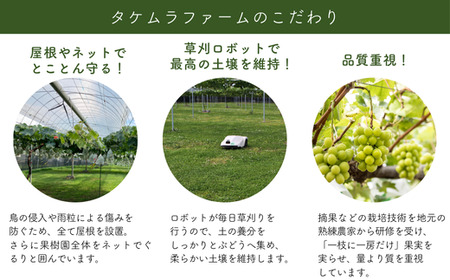 TK08-25A ぶどう クイーンルージュ® 約2kg／2025年9月下旬頃～配送予定 // 稀少 新品種 長野県 南信州 高糖度 葡萄 クインルージュ 甘い 種なし 皮ごと