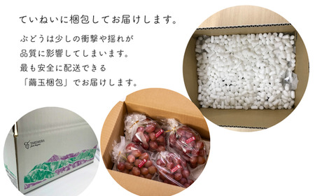 TK08-25A ぶどう クイーンルージュ® 約2kg／2025年9月下旬頃～配送予定 // 稀少 新品種 長野県 南信州 高糖度 葡萄 クインルージュ 甘い 種なし 皮ごと