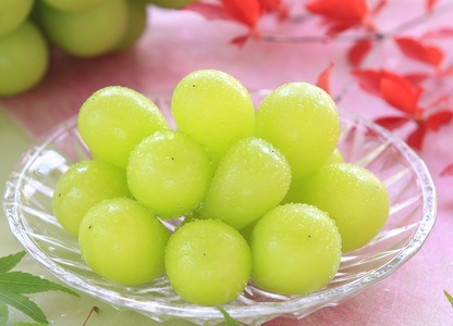 JA11-26A 【先行予約】ぶどう シャインマスカット 約2kg / 2026年9月中旬～10月中旬頃 配送 // 長野県 南信州 シャイン マスカット 種無し 大粒 甘い 葡萄 人気 新鮮 厳選 贈答