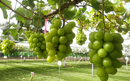 TK09-26A 【先行予約】ぶどう シャインマスカット 約1kg /2026年9月中旬~10月初旬頃 配送予定 // 贈答 長野県 南信州 シャインマスカット マスカット 種なし 皮ごと ぶどう 葡萄 果物 フルーツ