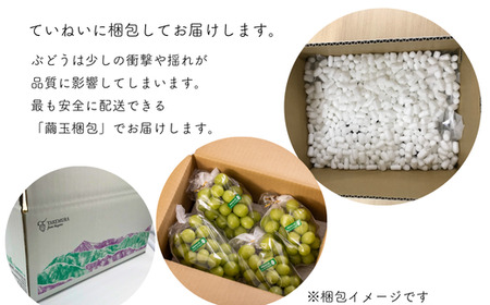 TK09-26A 【先行予約】ぶどう シャインマスカット 約1kg /2026年9月中旬~10月初旬頃 配送予定 // 贈答 長野県 南信州 シャインマスカット マスカット 種なし 皮ごと ぶどう 葡萄 果物 フルーツ