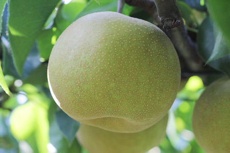 梨　幸水　47 今季販売終了】幸水（こうすい）梨｜完熟もぎたて2.5kg《次回は2026年8