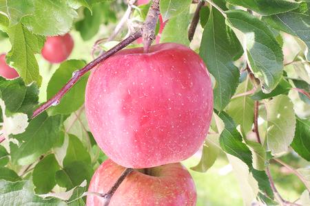 MS15-26A 【先行予約】 りんご サンふじ（長野県産秀品） 約5kg / 2026年11月下旬～12月中旬頃 配送予定 // 長野県 南信州 さんふじ サンフジ ふじりんご リンゴ 林檎 贈答 ふじ