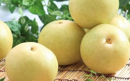 JA30-26A 【先行予約】二十世紀梨 約2kg / 2026年9月上旬～9月下旬ごろ配送 // 糖度センサー選別 厳選 南信州 長野県 和梨 なし ナシ 新鮮 厳選 贈答