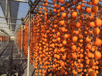 JA20-25A 市田柿 桐化粧箱 厳選20粒 / 2026年1月中旬~2月上旬頃 配送予定 // 長野県 南信州 干し柿 干柿 ドライフルーツ 高級 桐箱 贈答 ギフト お取り寄せ