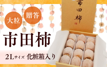 TS05-25A  市田柿 2Lサイズ 12個入（化粧箱入）//長野県 南信州 干し柿 市田柿 大粒 2Lサイズ 贈答 高糖度 ドライフルーツ ギフト