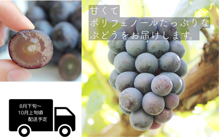 MS33-26A 【先行予約】 ぶどう ナガノパープル （長野県産秀品） 約2kg / 2026年8月下旬～10月上旬頃 配送予定 // 種なし 皮ごと 葡萄 ブドウ ぶどう ナガノ パープル 南信州 長野県 オリジナル品種 稀少