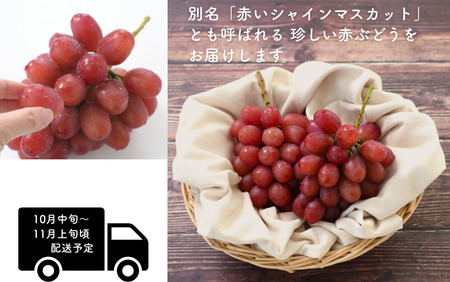 MS35-26A 【先行予約】 ぶどう クイーンルージュ®(長野県産秀品) 約2kg / 2026年10月中旬~11月上旬頃 配送予定 // 稀少 新品種 長野県 南信州 高糖度 葡萄 ブドウ クインルージュ 甘い 種なし 皮ごと