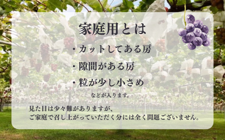 TK18-26A 【先行予約】ぶどう ナガノパープル【家庭用】約1kg ／2026年9月上旬～中旬頃 配送予定 // 種なし 皮ごと 南信州 長野県 オリジナル品種 稀少 人気 自家用 訳あり お試し