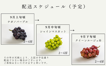 TK33-26A 【先行予約】ぶどうの定期便【家庭用】（ナガノパープル／シャインマスカット／クイーンルージュ🄬） 約1.5kg×3回 ／2026年9月初旬～10月頃 配送予定 // 長野県 南信州 種なし 皮ごと 定期便 食べ比べ 贈答 ギフト 新鮮 希少 家庭用 訳あり