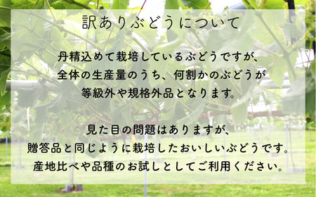 TK33-26A 【先行予約】ぶどうの定期便【家庭用】（ナガノパープル／シャインマスカット／クイーンルージュ🄬） 約1.5kg×3回 ／2026年9月初旬～10月頃 配送予定 // 長野県 南信州 種なし 皮ごと 定期便 食べ比べ 贈答 ギフト 新鮮 希少 家庭用 訳あり