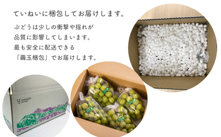 TK33-26A 【先行予約】ぶどうの定期便【家庭用】（ナガノパープル／シャインマスカット／クイーンルージュ🄬） 約1.5kg×3回 ／2026年9月初旬～10月頃 配送予定 // 長野県 南信州 種なし 皮ごと 定期便 食べ比べ 贈答 ギフト 新鮮 希少 家庭用 訳あり