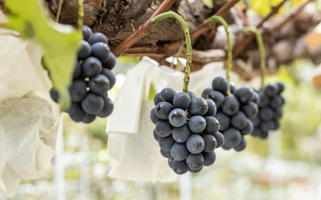 TK34-26A 【先行予約】ぶどう ナガノパープル 約1kg ／2026年9月上旬～中旬頃 配送予定 // 贈答 長野県 南信州 ぶどう 葡萄 ナガノ パープル 種なし 皮ごと 果物 フルーツ