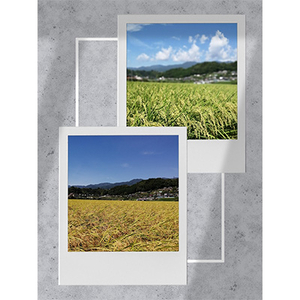 コシヒカリ【毎月定期便】【南信州高森産】コシヒカリ精米10kg(5kg×2袋) 全6回