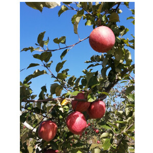 【南信州高森産】サンふじ100%りんごジュース(1L×4本)