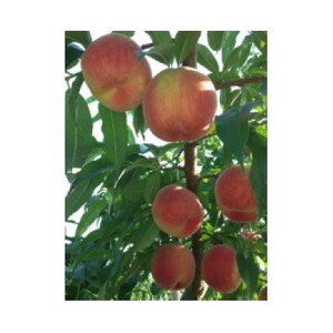 【R8年分 先行受付】長野県高森町産 桃(あかつき) 約3kg <2026年7月下旬発送>