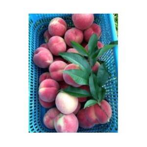 【R8年分 先行受付】長野県高森町産 桃(あかつき) 約3kg <2026年7月下旬発送>