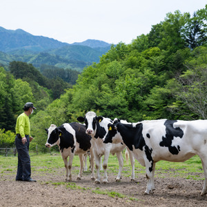【3ヵ月定期便】いちだヨーグルト のむヨーグルト150ml×18本セット