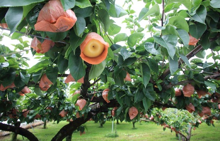 【南信州産】梨「南水」秀品約5kg（8玉～16玉）＜2026年9月中旬より発送＞