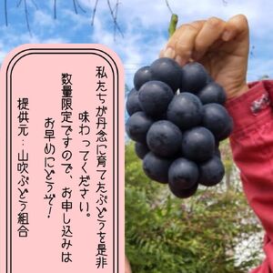 【南信州高森産】令和8年度ナガノパープル 約1.2kg<2026年8月中旬より発送>