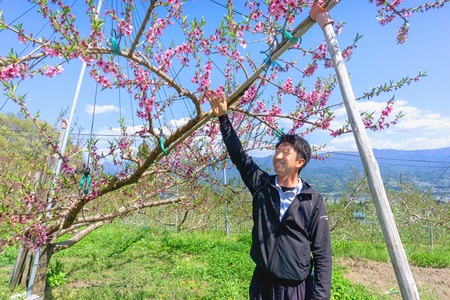 【R8年分 先行受付】【南信州産】あかつき約5kg（秀品）光センサー選別品＜2026年7月中旬より発送＞