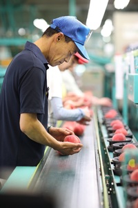 【R8年分 先行受付】【南信州産】あかつき約5kg（秀品）光センサー選別品＜2026年7月中旬より発送＞