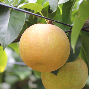 【長野県産】シャリっと瑞々しい梨(幸水または豊水)約5kg 秀品<2026年8月下旬から発送>