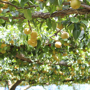 【長野県産】シャリっと瑞々しい梨(幸水または豊水)約5kg 秀品<2026年8月下旬から発送>