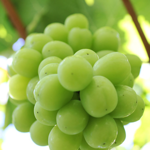 【大人気!】長野県産・シャインマスカット(約1kg) 秀品<2026年9月下旬から発送>