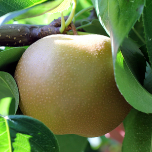 【長野県産】果汁たっぷりで甘～い梨（南水）約3kg秀品＜2026年9月中旬から発送＞