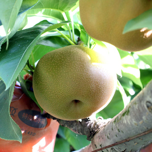 【長野県産】果汁たっぷりで甘～い梨（南水）約3kg秀品＜2026年9月中旬から発送＞