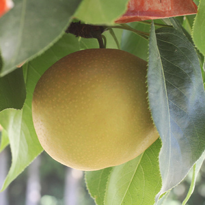 【長野県産】果汁たっぷりで甘~い梨(南水)約5kg秀品<2026年9月中旬から発送>