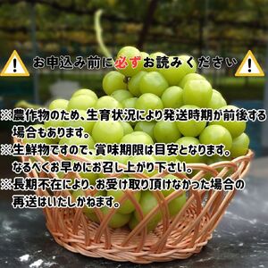 【南信州高森産】シャインマスカット1.2kg＜2026年9月中旬より発送＞