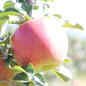 【長野県産!】甘～いりんご(シナノスイート)約5kg 秀品＜2026年10月中旬から発送＞