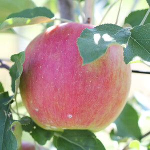 【長野県産!】甘~いりんご(シナノスイート)約10kg 秀品<2026年10月中旬から発送>