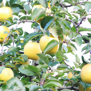 【長野県産】黄金色に輝くシナノゴールド(約10kg)秀品＜2026年10月下旬から発送＞