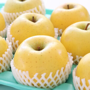 【長野県産】黄金色に輝くシナノゴールド(約10kg)秀品＜2026年10月下旬から発送＞