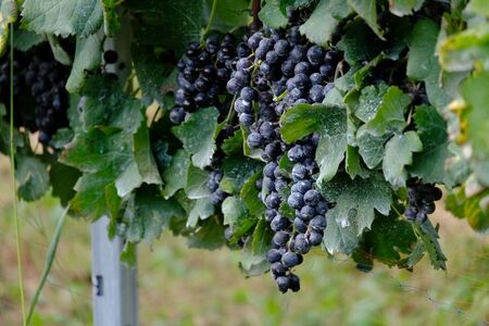 高森町産ぶどう使用 赤ワイン 編 [とじいと] 750ml×1本