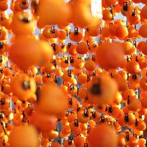 【長野県産】南信州に伝わる伝統の味「市田柿」500g×2袋 ＜2026年1月上旬より発送＞