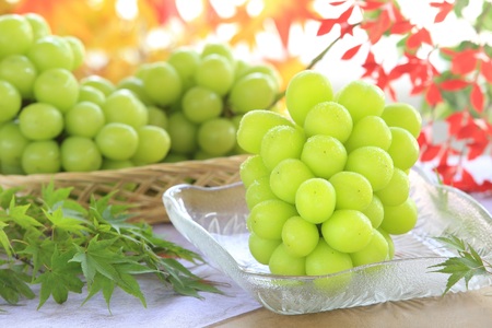 【南信州産果実定期便】あかつき・シャインマスカット・南水・市田柿