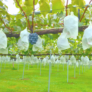 2026年発送【訳あり】ナガノパープル2kg＜2026年8月下旬発送＞