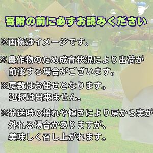 2026年発送【訳あり】ナガノパープル2kg＜2026年8月下旬発送＞