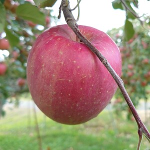 【金の蜜】アグリスタくましろのサンふじジュース6本セット(1L×6本)