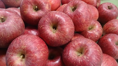 アグリスタくましろのサンふじ ご家庭用約5kg(12～20玉) 11月下旬より発送