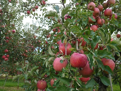 アグリスタくましろのサンふじ ご家庭用約5kg(12～20玉) 11月下旬より発送