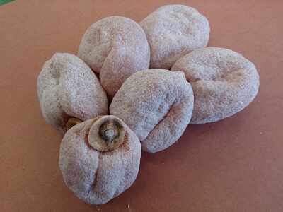 【市田柿専門店 金の柿】白箱「秀品」Lサイズ2個包装×10袋入り <2026年1月発送開始>